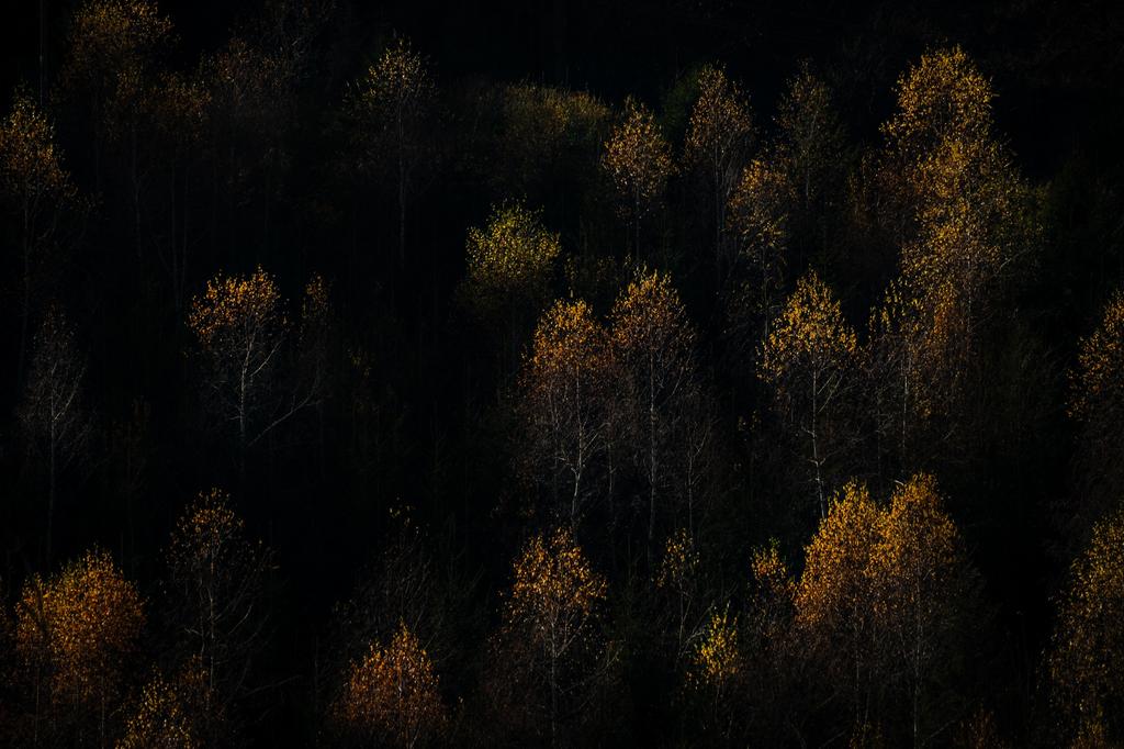 Jesienne drzewa z ż&oacute;łtymi liśćmi. 